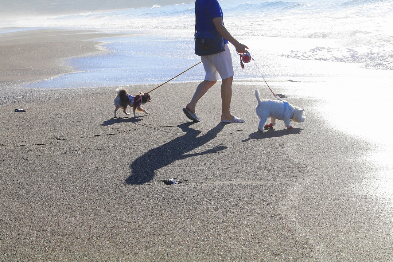 犬と旅 あさんぽ 海編 たかシェフのおうちごはん と 白い犬 と チワワ Powered By ライブドアブログ
