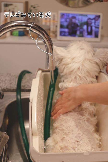 皮膚集中ケアチャレンジ　その②　キッチンでクレンジングする犬現る。