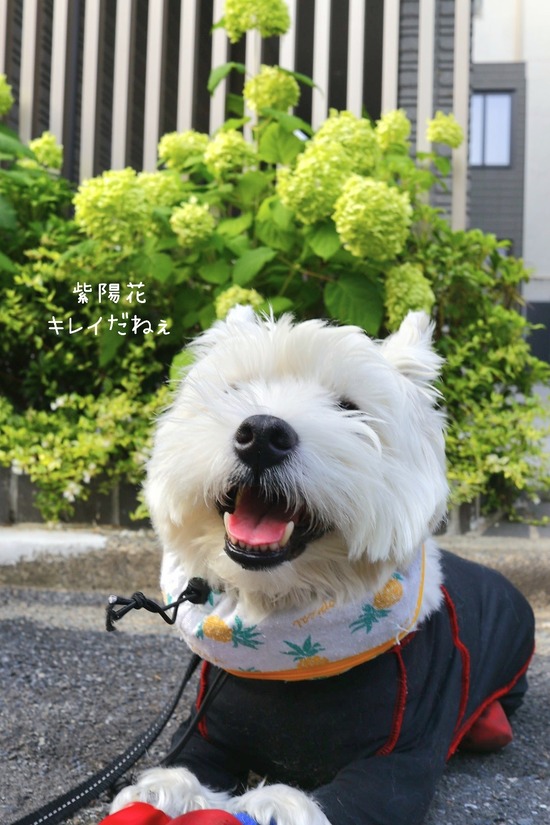 さぼりたい朝と、犬の気持ち