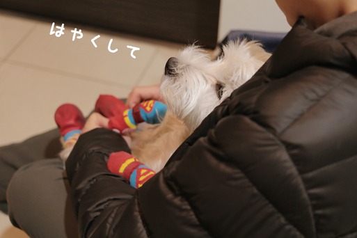 【ウエスティ＆チワワ】お散歩行くよ　と「マスク」