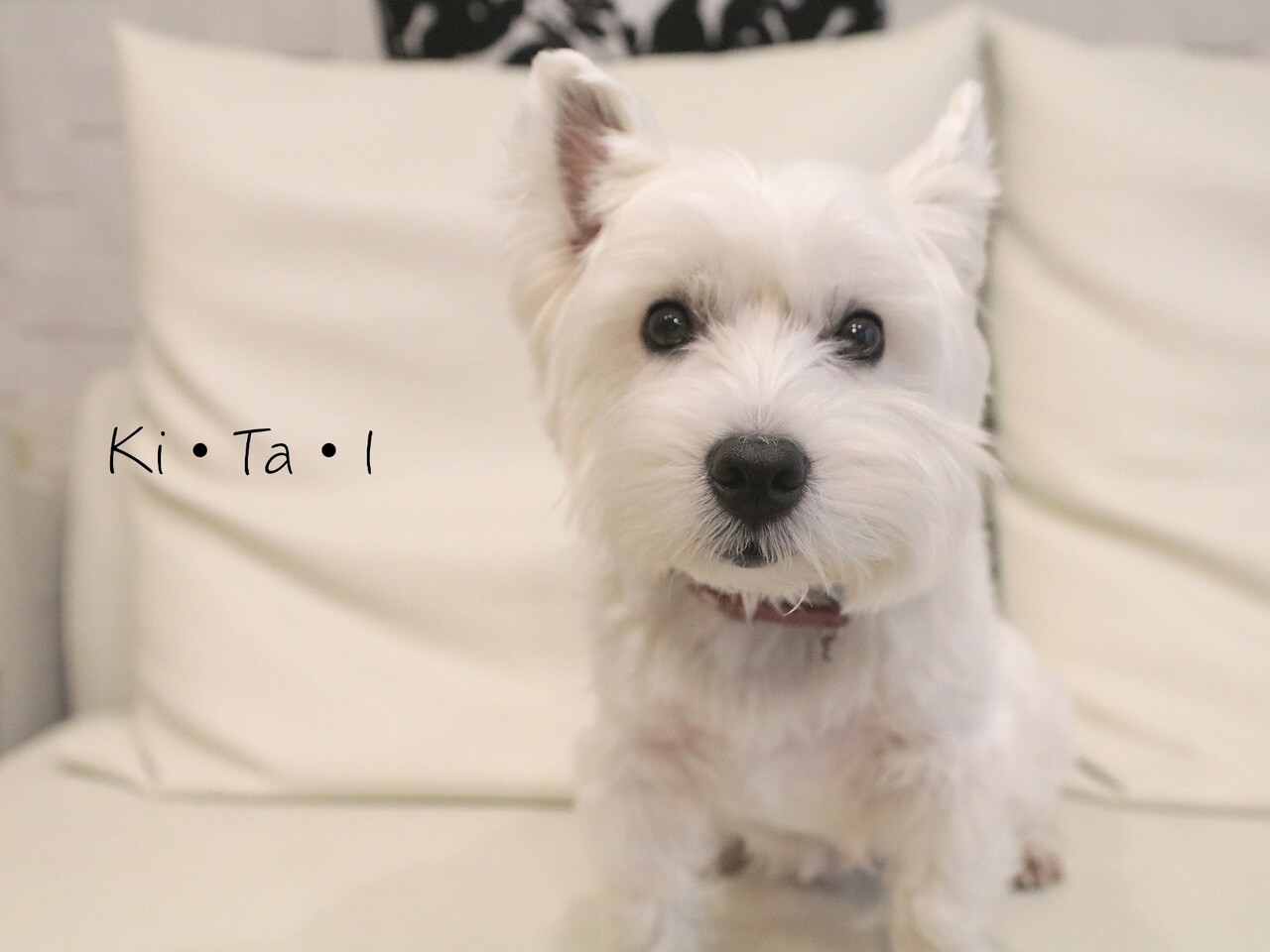 犬 言葉のわかる犬 たかシェフのおうちごはん と 白い犬 と チワワ Powered By ライブドアブログ 犬 言葉のわかる犬 たかシェフのおうちごはん と 白い犬 と チワワ Powered By ライブドアブログ