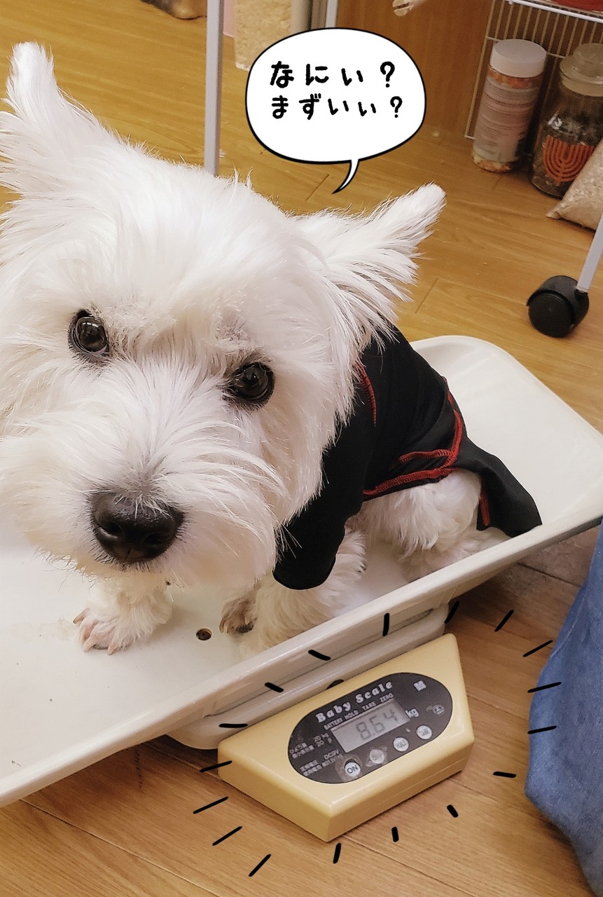 ウエスティ ゆきちの日記 たかシェフのおうちごはん と 白い犬 と チワワ Powered By ライブドアブログ ウエスティ ゆきちの日記 たかシェフのおうちごはん と 白い犬 と チワワ Powered By ライブドアブログ