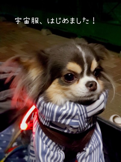 君は、今年もはしるのか。