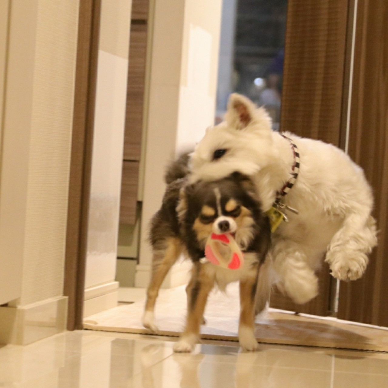 まりちゃんのガム たかシェフのおうちごはん と 白い犬 と チワワ Powered By ライブドアブログ