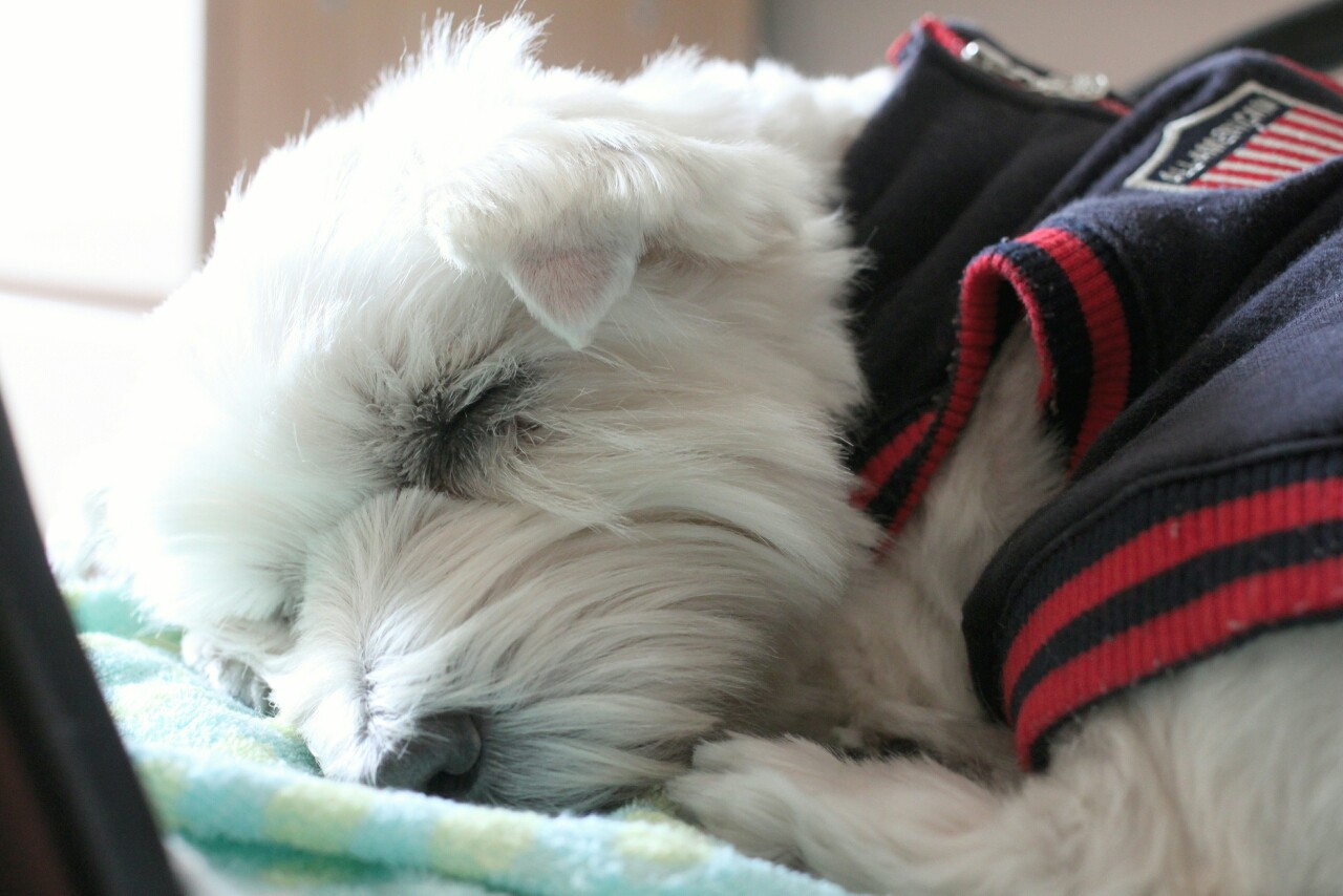 熱い視線 たかシェフのおうちごはん と 白い犬 と チワワ Powered By ライブドアブログ 熱い視線 たかシェフのおうちごはん と 白い犬 と チワワ Powered By ライブドアブログ