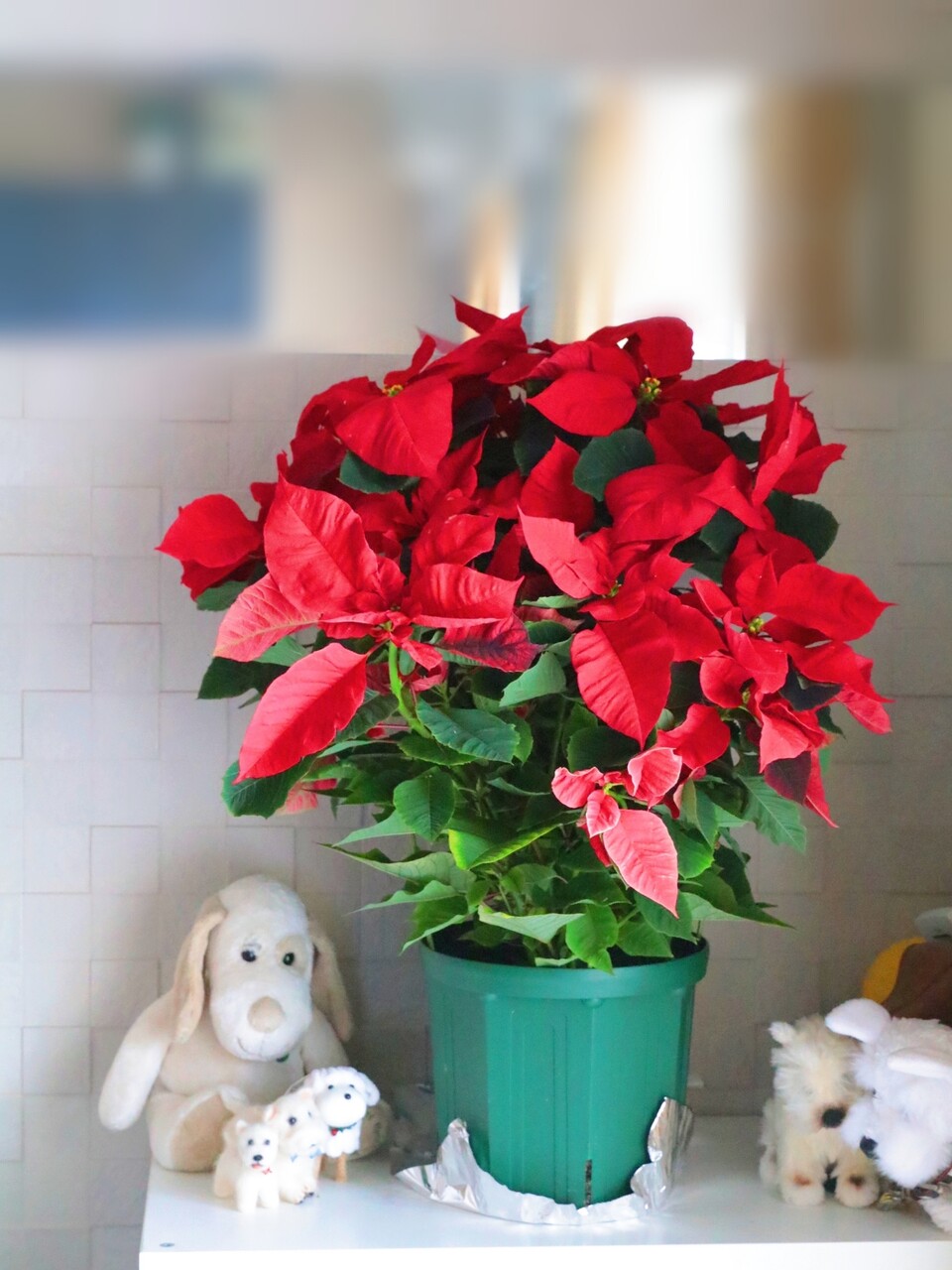 日記 クリスマスの準備 コストコの存在感あるポインセチア たかシェフのおうちごはん と 白い犬 と チワワ Powered By ライブドアブログ