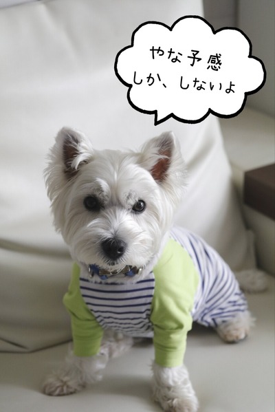 22-06-13-10-44-22-478_deco