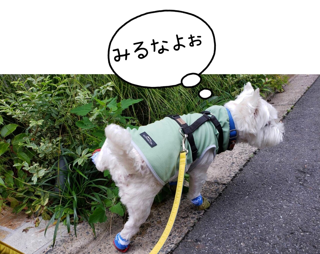 ゆきち 君もなのか ちっこ 外派は だめだ たかシェフのおうちごはん と 白い犬 と チワワ Powered By ライブドアブログ