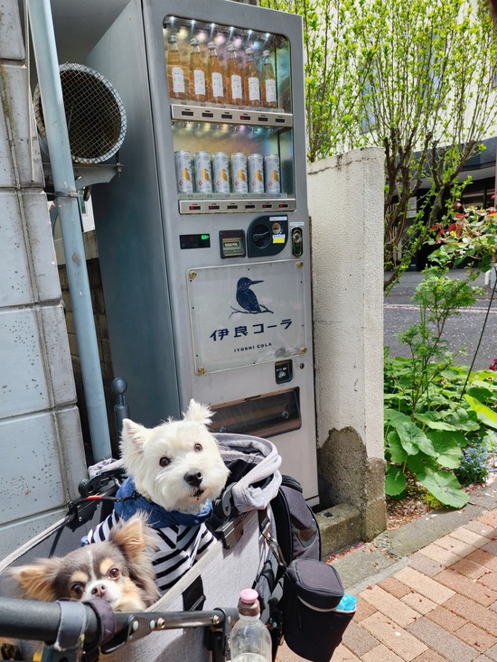 神田川散歩　伊良コーラ