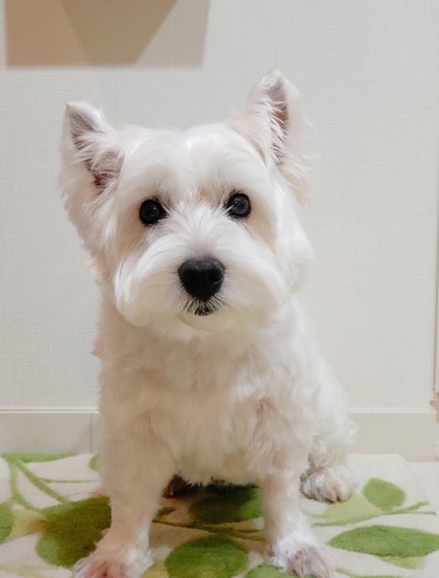 ごめんよ。ゆきち、床屋さんに行こう。