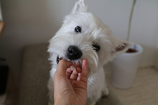 キャベツ好きの君