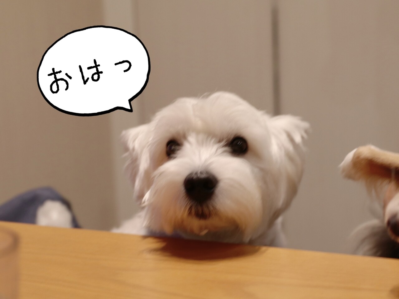 朝のブログ お休み たかシェフのおうちごはん と 白い犬 と チワワ Powered By ライブドアブログ
