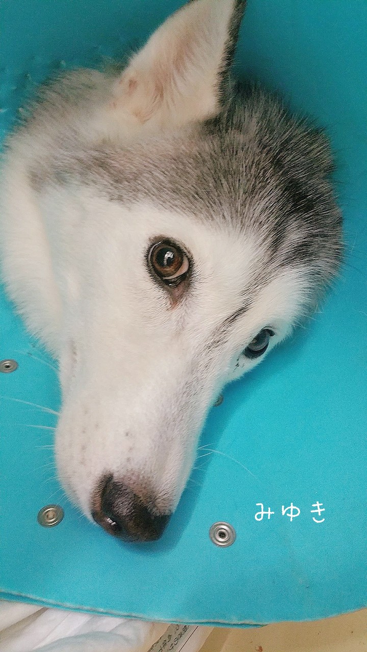 さようなら みゆき ハスキーみゆきを偲ぶ たかシェフのおうちごはん と 白い犬 と チワワ Powered By ライブドアブログ さようなら みゆき ハスキーみゆきを偲ぶ たかシェフのおうちごはん と 白い犬 と チワワ Powered By ライブドアブログ