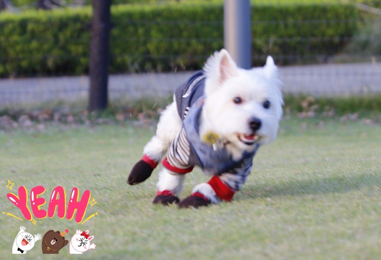 靴物語 100均のチェアソックス たかシェフのおうちごはん と 白い犬 と チワワ Powered By ライブドアブログ