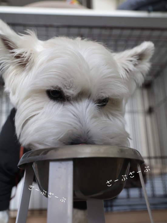 【犬】やけくそ水…　いじけ水　とも言う