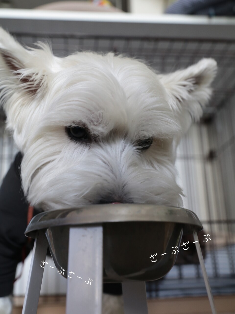 Jpsaepicteflm ベストコレクション 犬 いじける 犬 怒られて いじける Jpsaepicteflm ベストコレクション 犬 いじける 犬 怒られて いじける