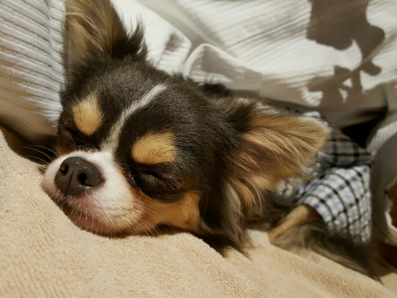 ワンコと旅行 寝る寝る寝る たかシェフのおうちごはん と 白い犬 と チワワ Powered By ライブドアブログ