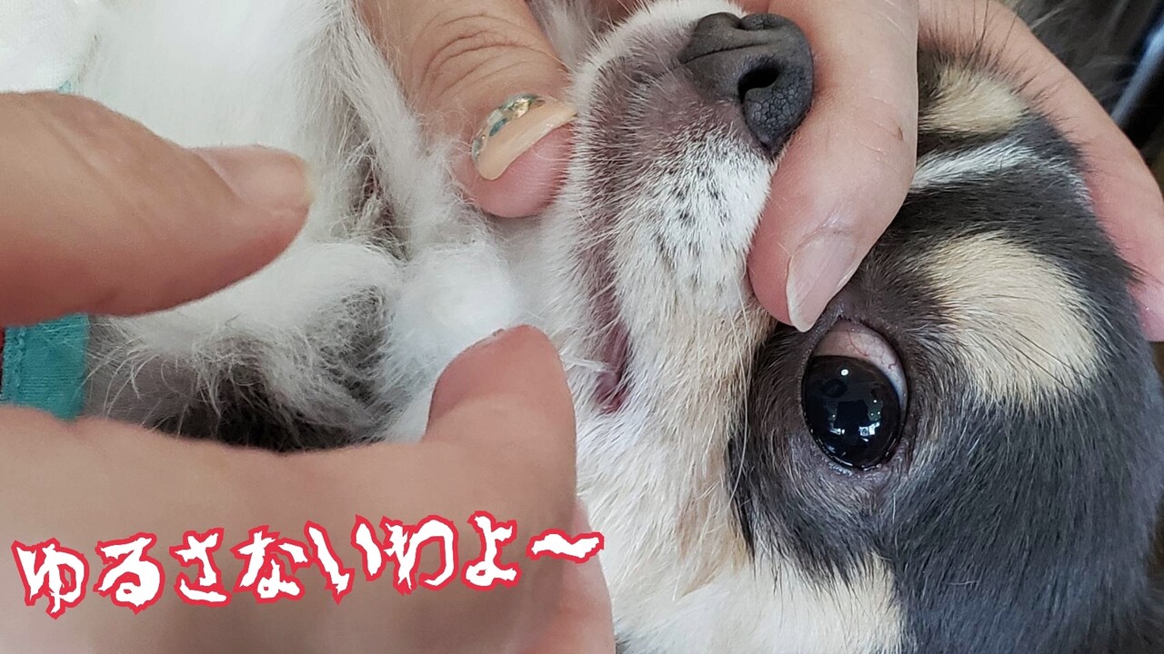 犬 定期歯医者さん たかシェフのおうちごはん と 白い犬 と チワワ Powered By ライブドアブログ 犬 定期歯医者さん たかシェフのおうちごはん と 白い犬 と チワワ Powered By ライブドアブログ