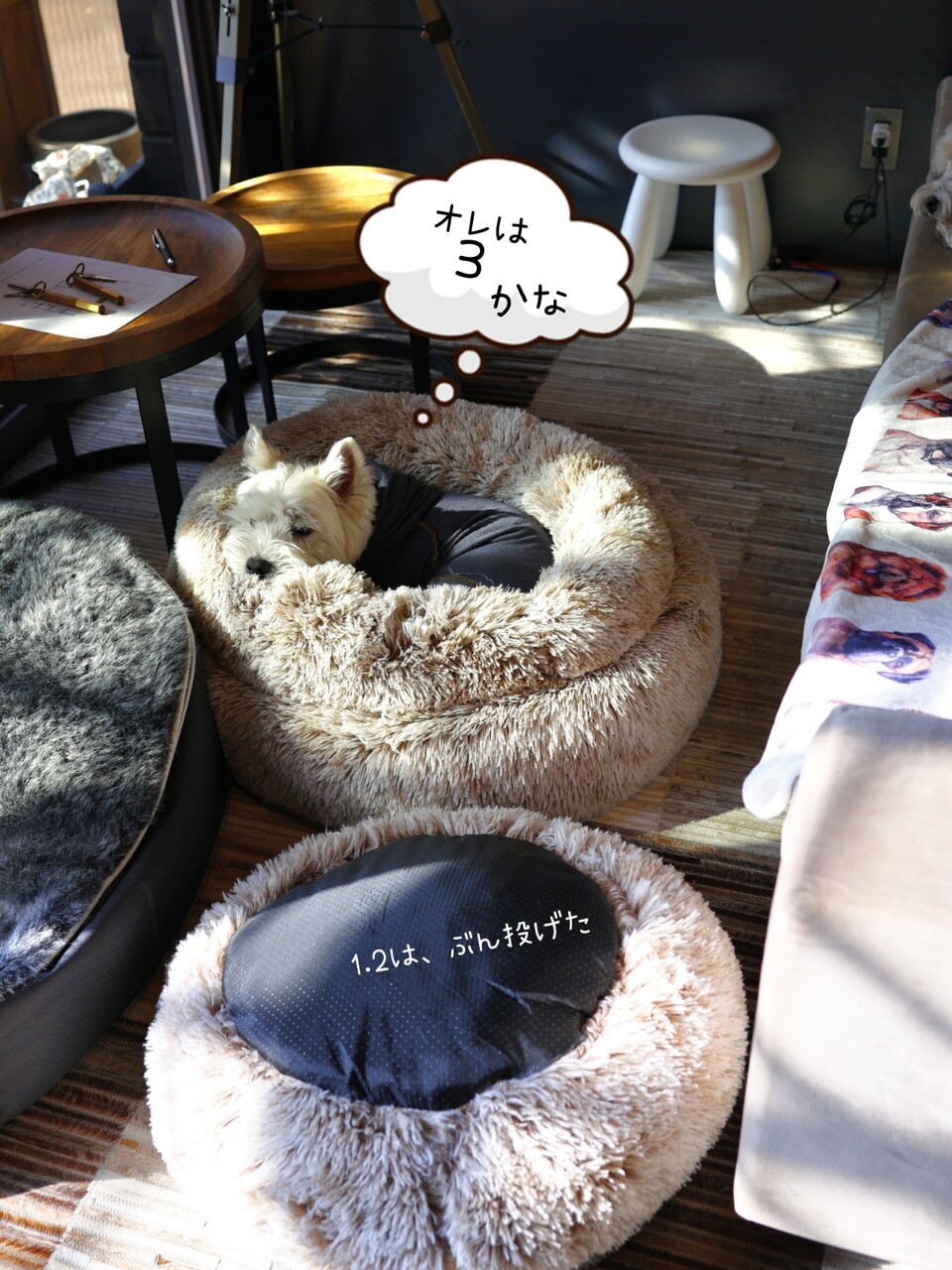 旅先のお気に入り 〜カドラーを知り尽くした犬たちの攻防戦 : たかシェフのおうちごはん。と、白い犬。と、チワワ。 Powered by ライブドアブログ