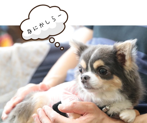 【チワワ＆ウエスティ】歯医者さん