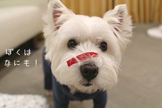 ひらきなおった犬 たかシェフのおうちごはん と 白い犬 と チワワ Powered By ライブドアブログ