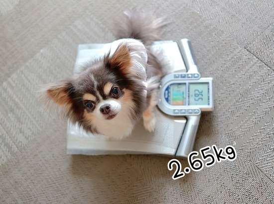 チワワの体重測定はイベントです｜犬だけで測れるかな？