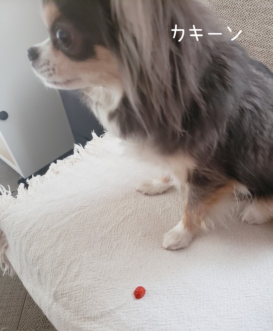 22-04-11-10-06-39-356_deco