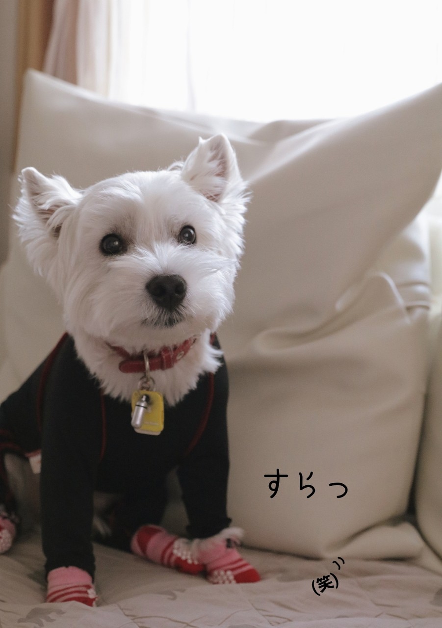 皮膚 プロトピックもらった と 皮膚保護服 たかシェフのおうちごはん と 白い犬 と チワワ Powered By ライブドアブログ 皮膚 プロトピックもらった と 皮膚保護服 たかシェフのおうちごはん と 白い犬 と チワワ Powered By ライブドアブログ