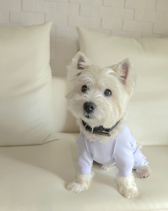 ​【犬の脂漏性皮膚炎】ステロイド開始で劇的変化！ベタベタ卒業と意外な副作用？(笑)
