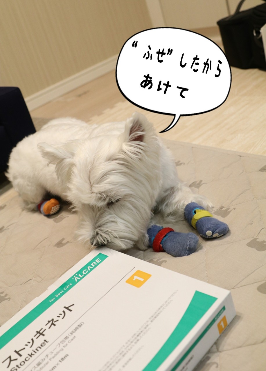犬 靴下物語 たかシェフのおうちごはん と 白い犬 と チワワ Powered By ライブドアブログ