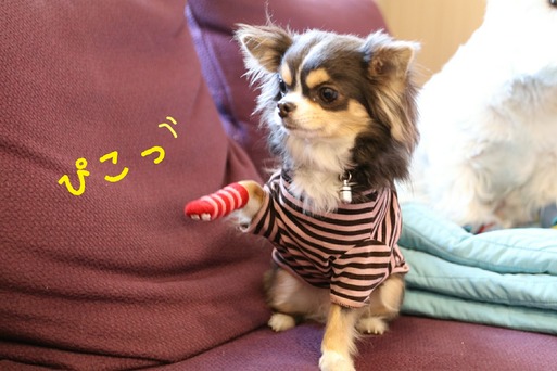 【チワワ】良かれとおもっのですが　　靴下物語その４