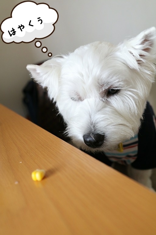 【犬】おりこうじゃん！！