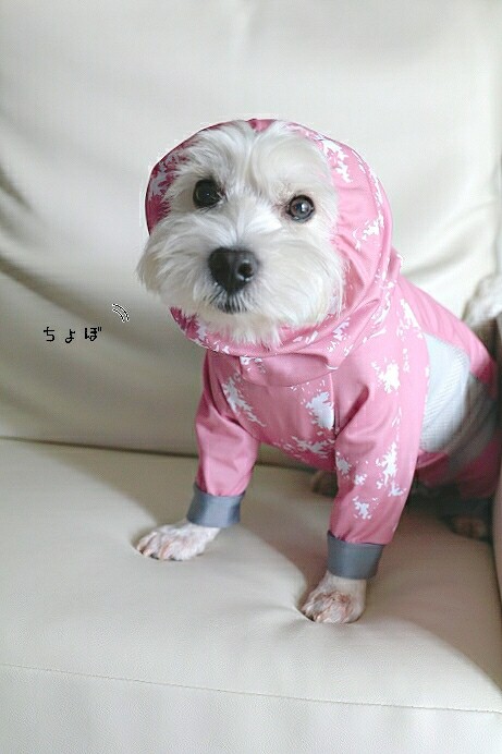 【犬グッズ】ドッグガードクール