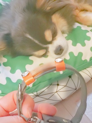 お正月飾りやら、調達したのだが、イマイチ気に入らず。でも、ゲッターズ飯田さんの占いによると～…。わぁお！