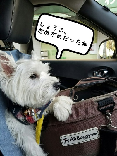 ウエスティ ブランカ