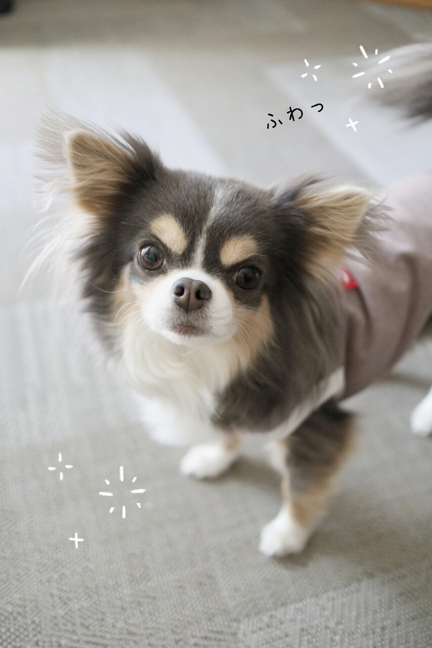 犬 チワワのチャームポイント たかシェフのおうちごはん と 白い犬 と チワワ Powered By ライブドアブログ 犬 チワワのチャームポイント たかシェフのおうちごはん と 白い犬 と チワワ Powered By ライブドアブログ