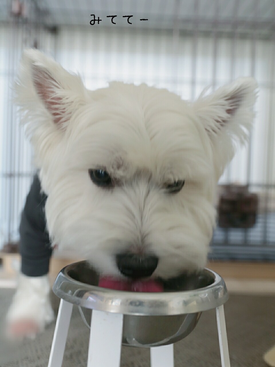 犬 やけくそ水 いじけ水 とも言う たかシェフのおうちごはん と 白い犬 と チワワ Powered By ライブドアブログ