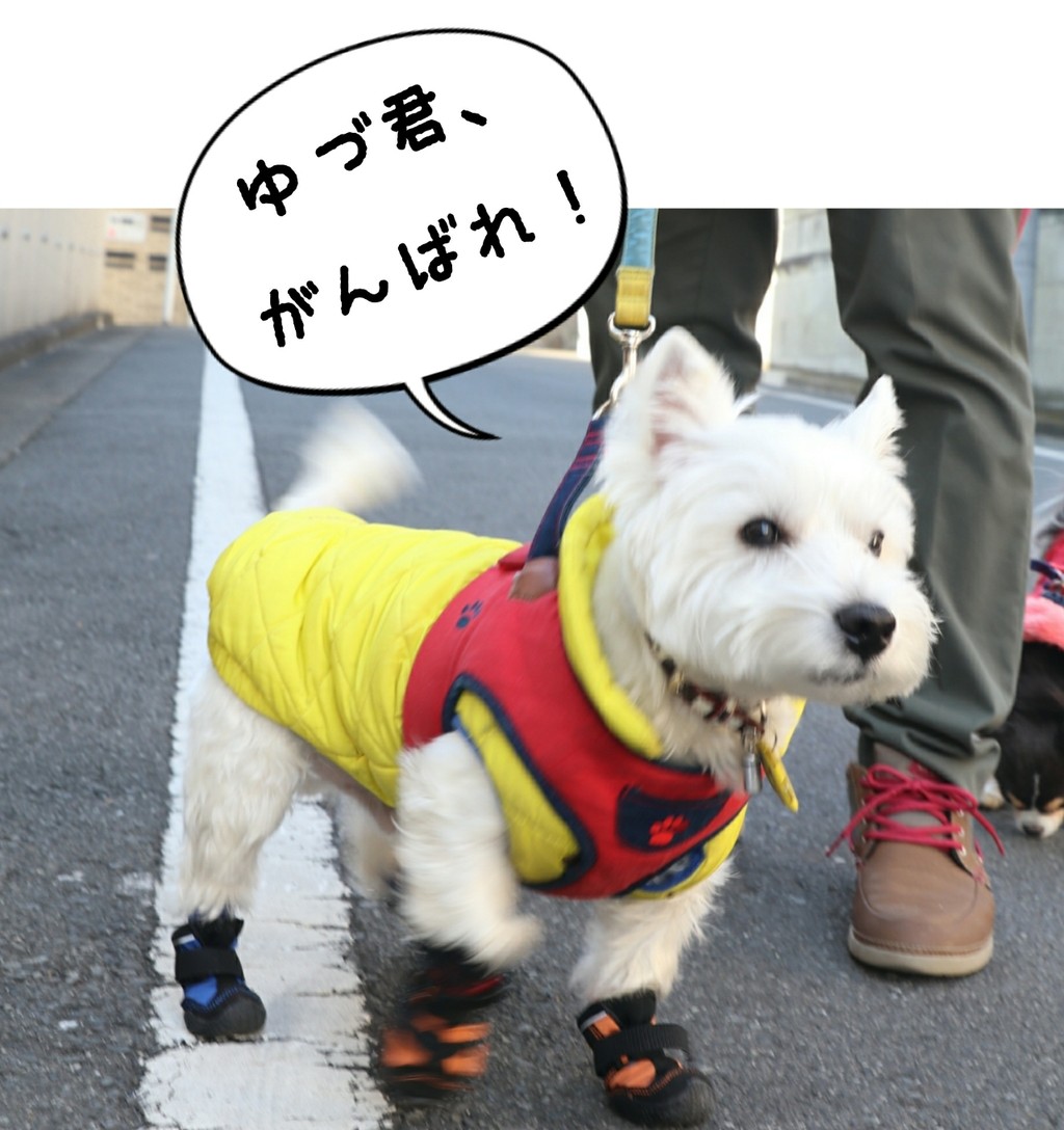 ウエスティ ゆきちなりの オリンピック応援 たかシェフのおうちごはん と 白い犬 と チワワ Powered By ライブドアブログ ウエスティ ゆきちなりの オリンピック応援 たかシェフのおうちごはん と 白い犬 と チワワ Powered By ライブドアブログ