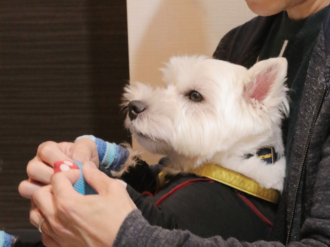 ウエスティ 散歩 いくよ たかシェフのおうちごはん と 白い犬 と チワワ Powered By ライブドアブログ ウエスティ 散歩 いくよ たかシェフのおうちごはん と 白い犬 と チワワ Powered By ライブドアブログ