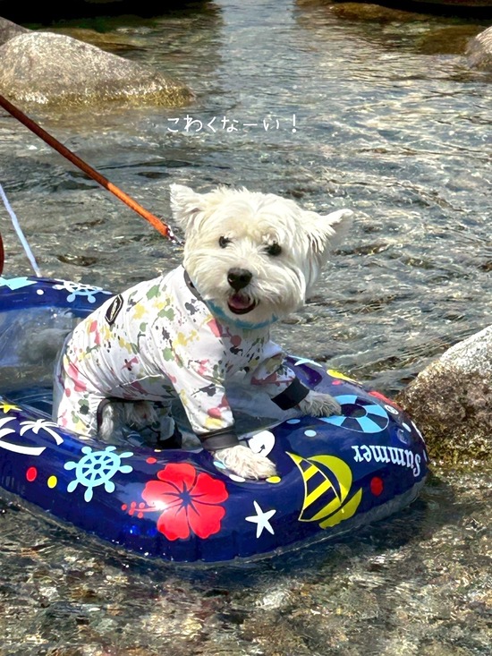 水嫌いゆきち、川でボートデビュー！大芦川で犬連れ川遊び
