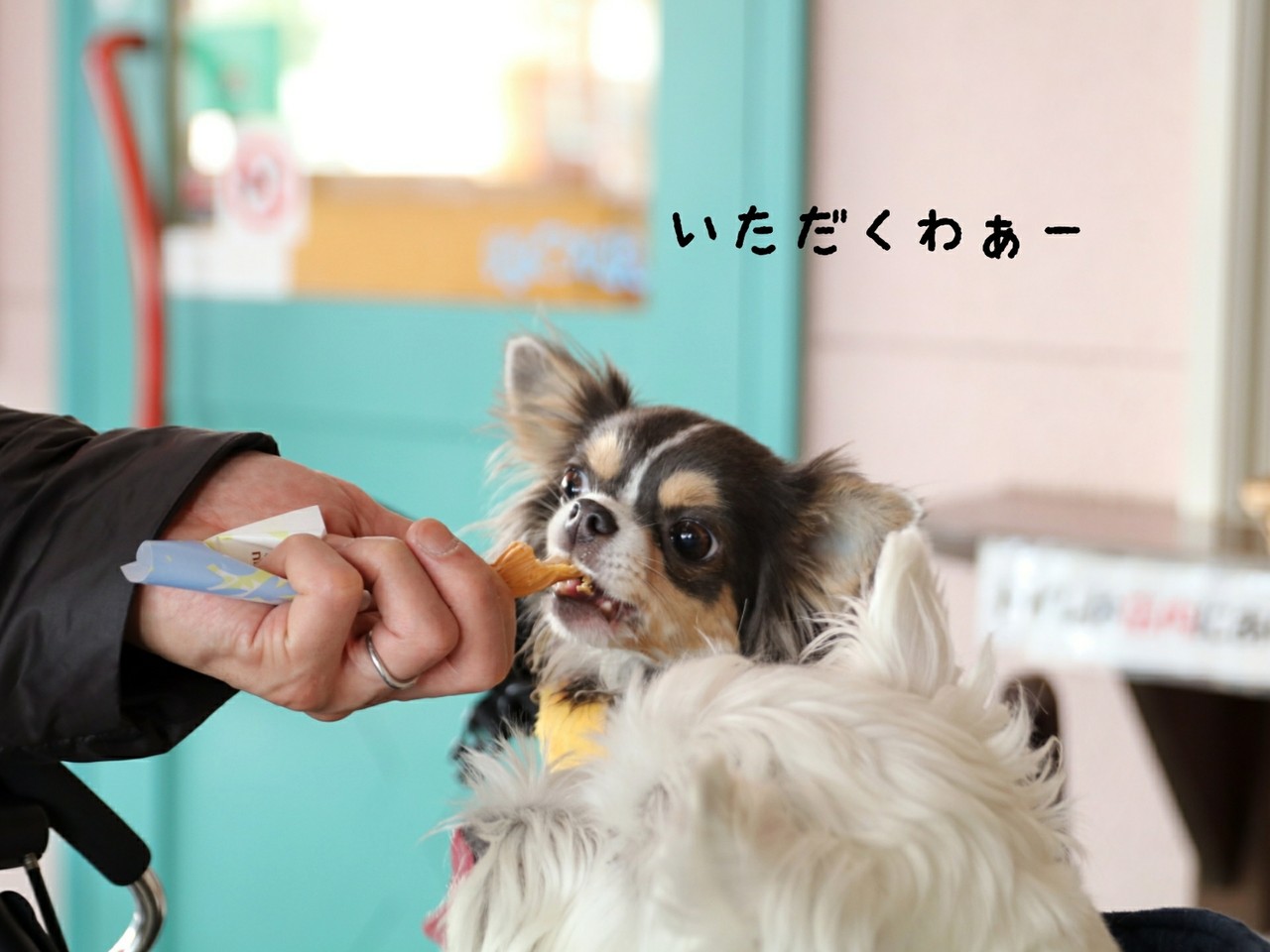 犬旅 木村ピーナッツ たかシェフのおうちごはん と 白い犬 と チワワ Powered By ライブドアブログ