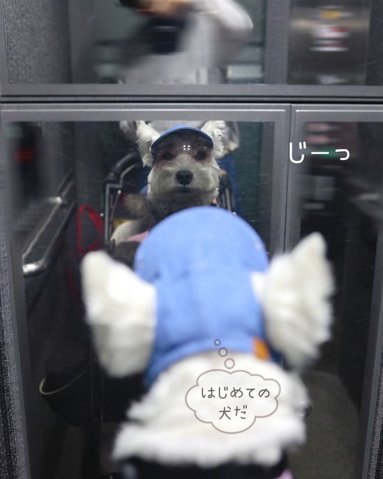 初めての帽子と、初対面の犬（？）