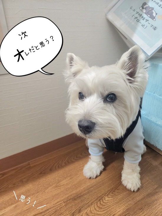 暴れ犬だったチワワ、おとなしく爪を切られる