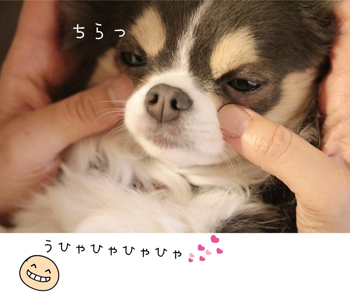 チワワ 涙やけ マッサージといいつつ な飼い主のかわいがり たかシェフのおうちごはん と 白い犬 と チワワ Powered By ライブドアブログ