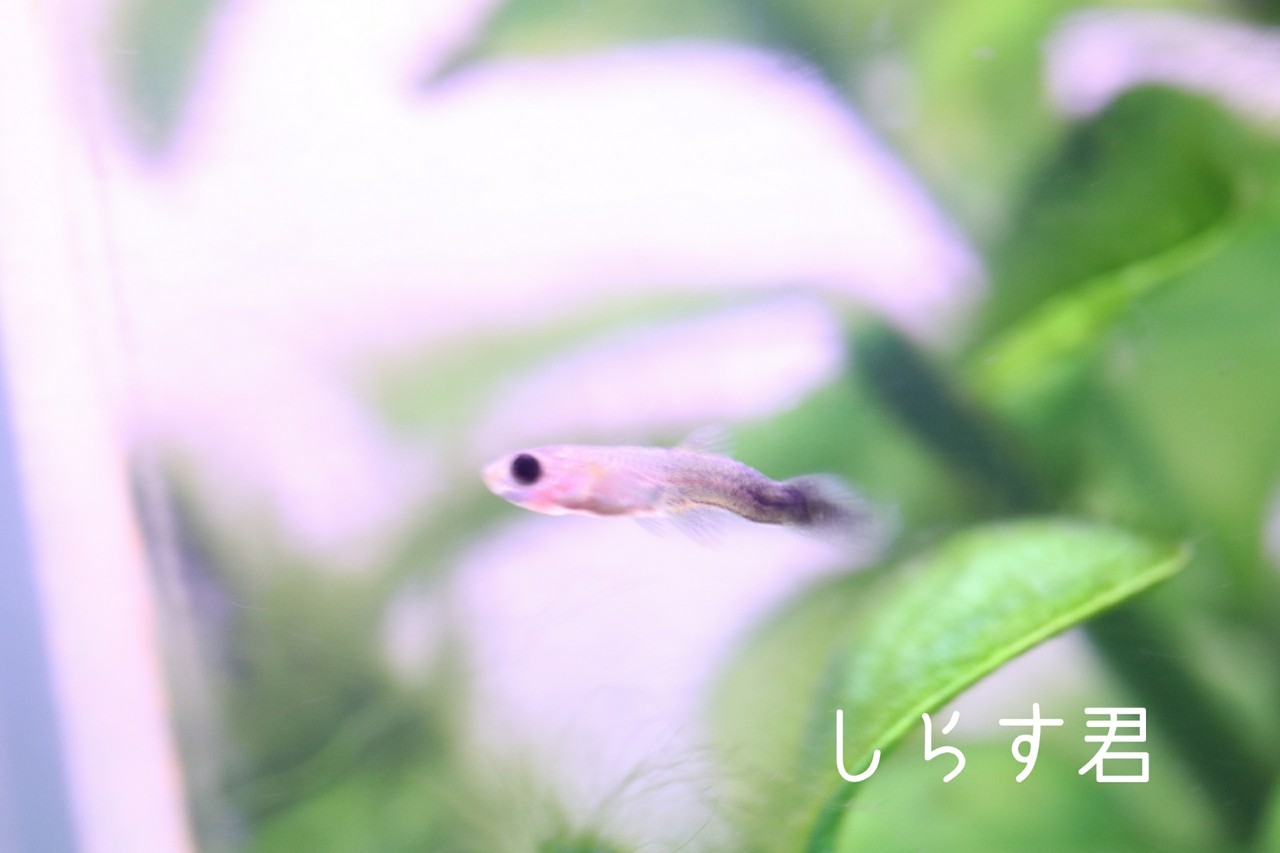番外編 しらす君その後 たかシェフのおうちごはん と 白い犬 と チワワ Powered By ライブドアブログ 番外編 しらす君その後 たかシェフのおうちごはん と 白い犬 と チワワ Powered By ライブドアブログ