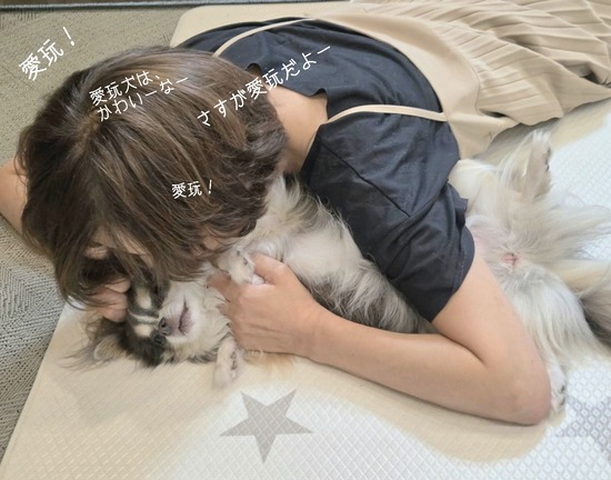 愛玩犬チワワ。飼い主が、調子に乗った結末。