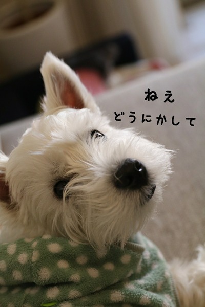 【犬】欲しい・・・。