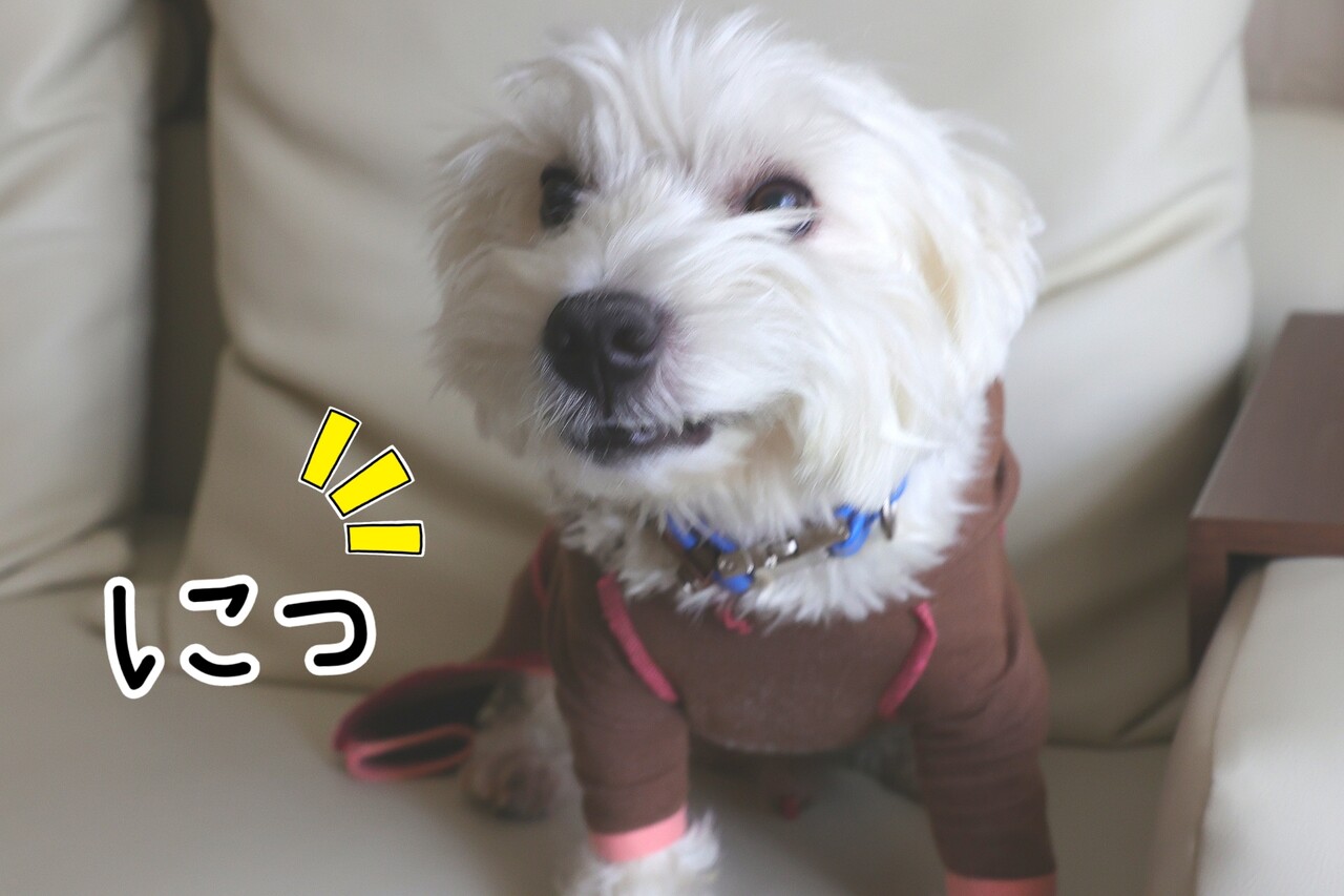 笑う犬 たかシェフのおうちごはん と 白い犬 と チワワ Powered By ライブドアブログ