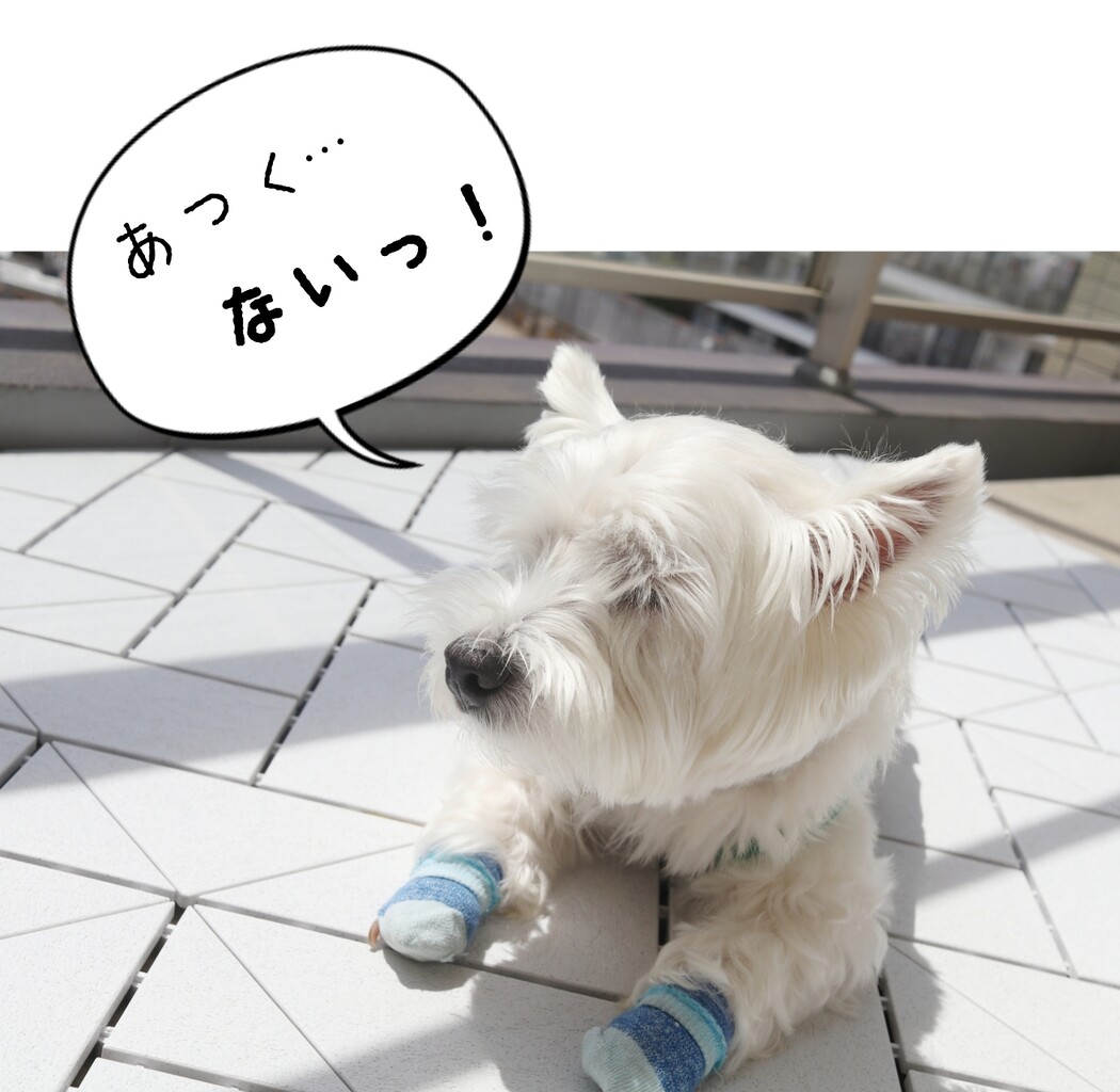 ウエスティ 暑い日 たかシェフのおうちごはん と 白い犬 と チワワ Powered By ライブドアブログ