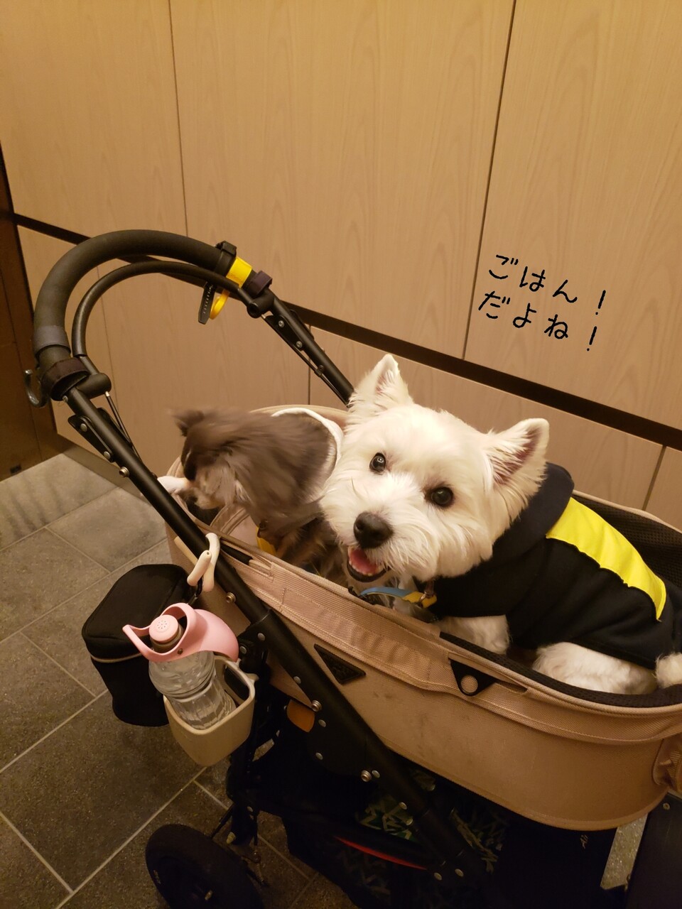 犬とおでかけ キンプトン新宿東京 たかシェフのおうちごはん と 白い犬 と チワワ Powered By ライブドアブログ 犬とおでかけ キンプトン新宿東京 たかシェフのおうちごはん と 白い犬 と チワワ Powered By ライブドアブログ